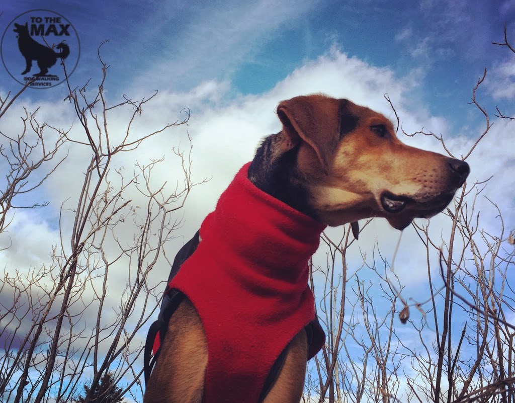 To The MAX - Dog Walking Services | 9 Barrhead Crescent, Etobicoke, ON M9W 3Z2, Canada | Phone: (416) 574-7848