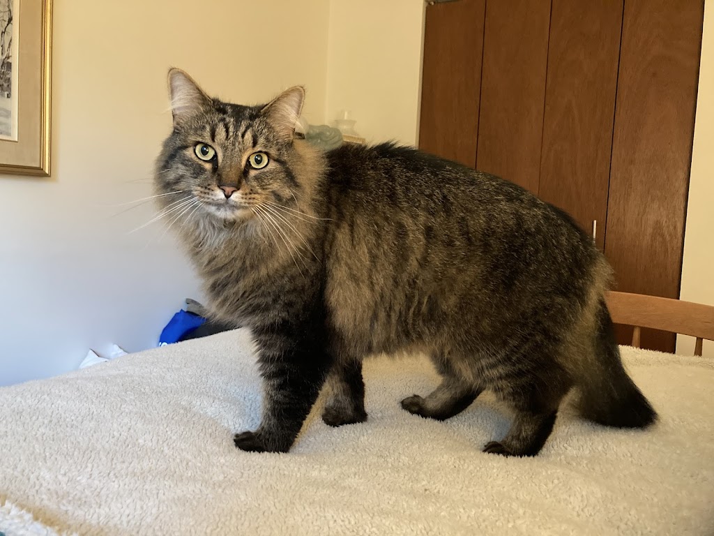 Manotick Cat Boarding | S Island Park Dr, Ottawa, ON K4M 1J2, Canada | Phone: (613) 807-7597