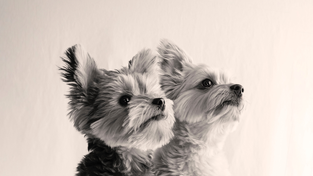 HolliePaws Grooming and Boutique | 4142 Newtonville Rd, Newtonville, ON L0A 1J0, Canada | Phone: (905) 243-6944