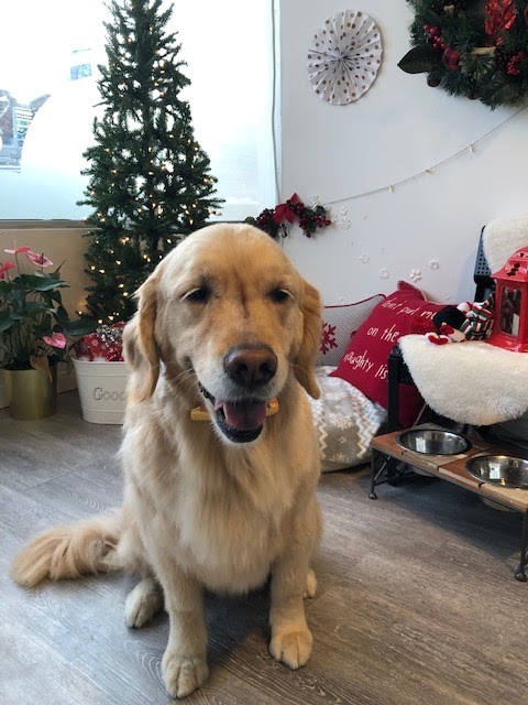Konnichipaw Grooming | 1046 St Clair Ave W, Toronto, ON M6E 1A5, Canada | Phone: (647) 819-1046