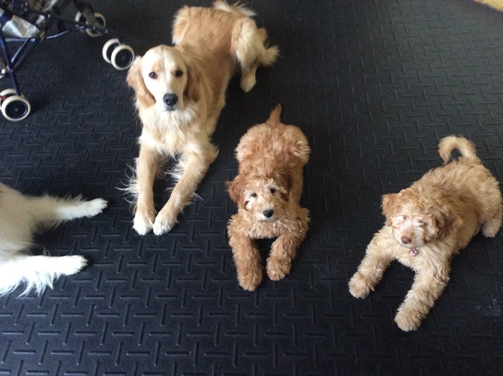 On Golden Paws-Puppy and Dog Training, Puppy Imprinting Service | Varna, ON N0M 2R0, Canada | Phone: (519) 233-3647
