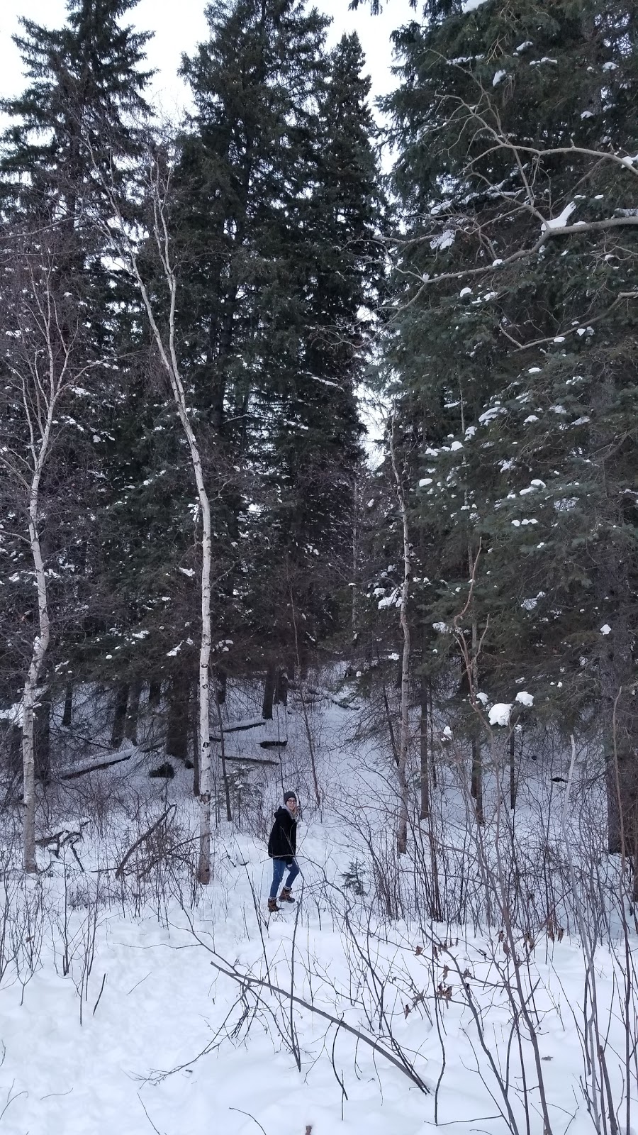 Chickadee Trail (near Gywnne) - Alberta, Canada | Wetaskiwin County No. 10, AB T0C 1L0, Canada