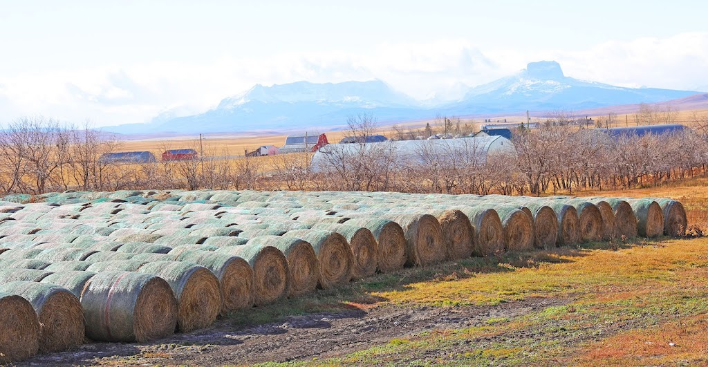 Boss Feeds | Box 316, Cardston, AB T0K 0K0, Canada | Phone: (403) 892-6657