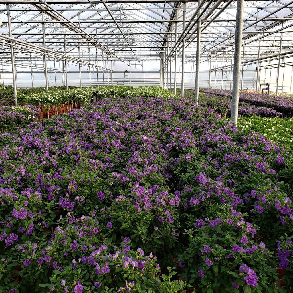 Dutch Flower House | 1214 Concession 7 Rd, Niagara-on-the-Lake, ON L0S 1J0, Canada | Phone: (905) 684-0600