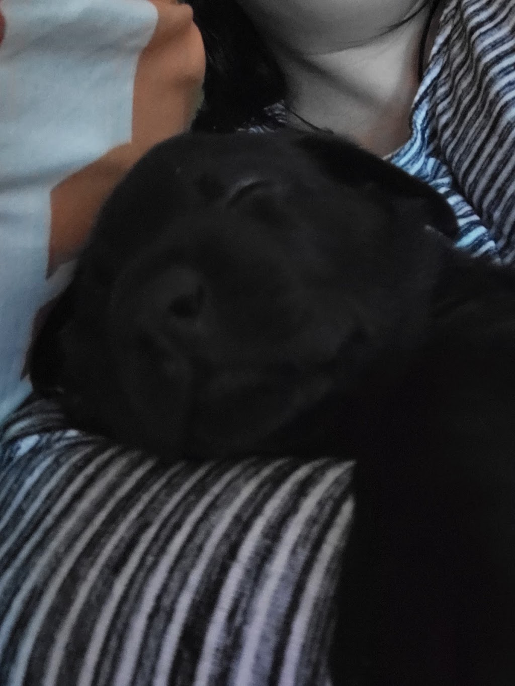 Black Diamond Retrievers | 60 Jenner St, Essex, ON N8M 1G7, Canada | Phone: (519) 817-2061