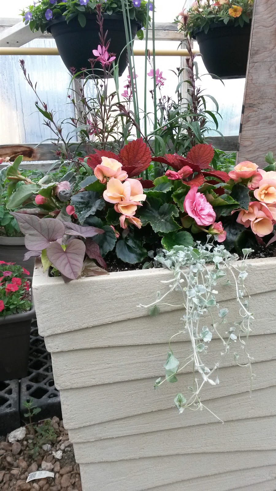 Bosch K & Sons Greenhouses | 4270 Portage Ave, Headingley, MB R4H 1C6, Canada | Phone: (204) 889-8066