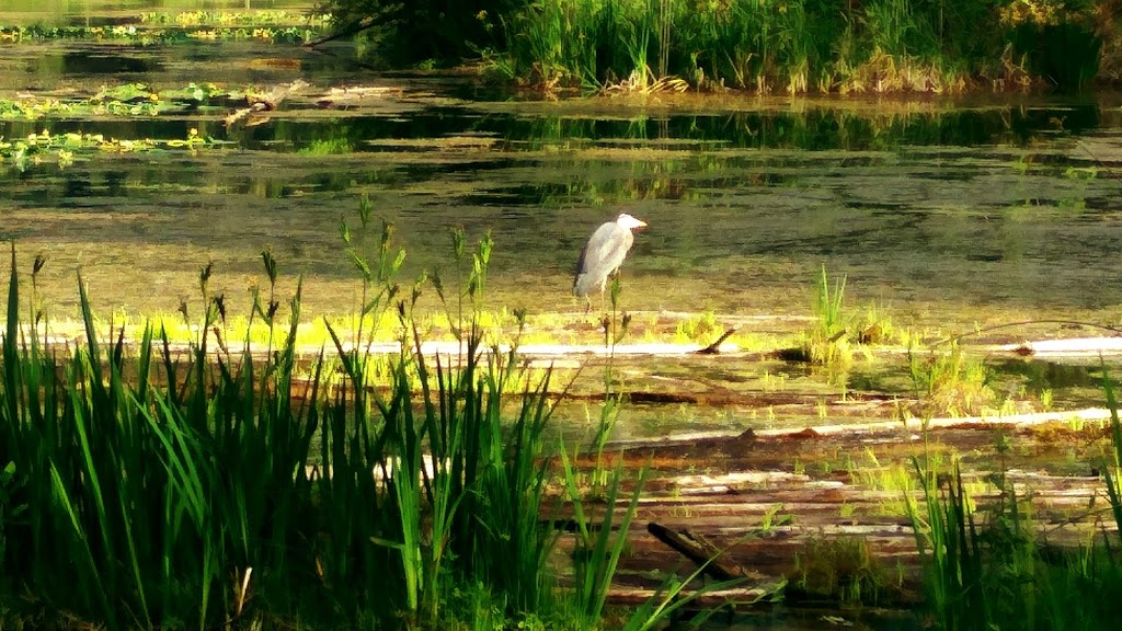 Cheam Lake Wetlands Regional Park | 53480 Elgey Rd, Rosedale, BC V0X 1X1, Canada | Phone: (604) 702-5000