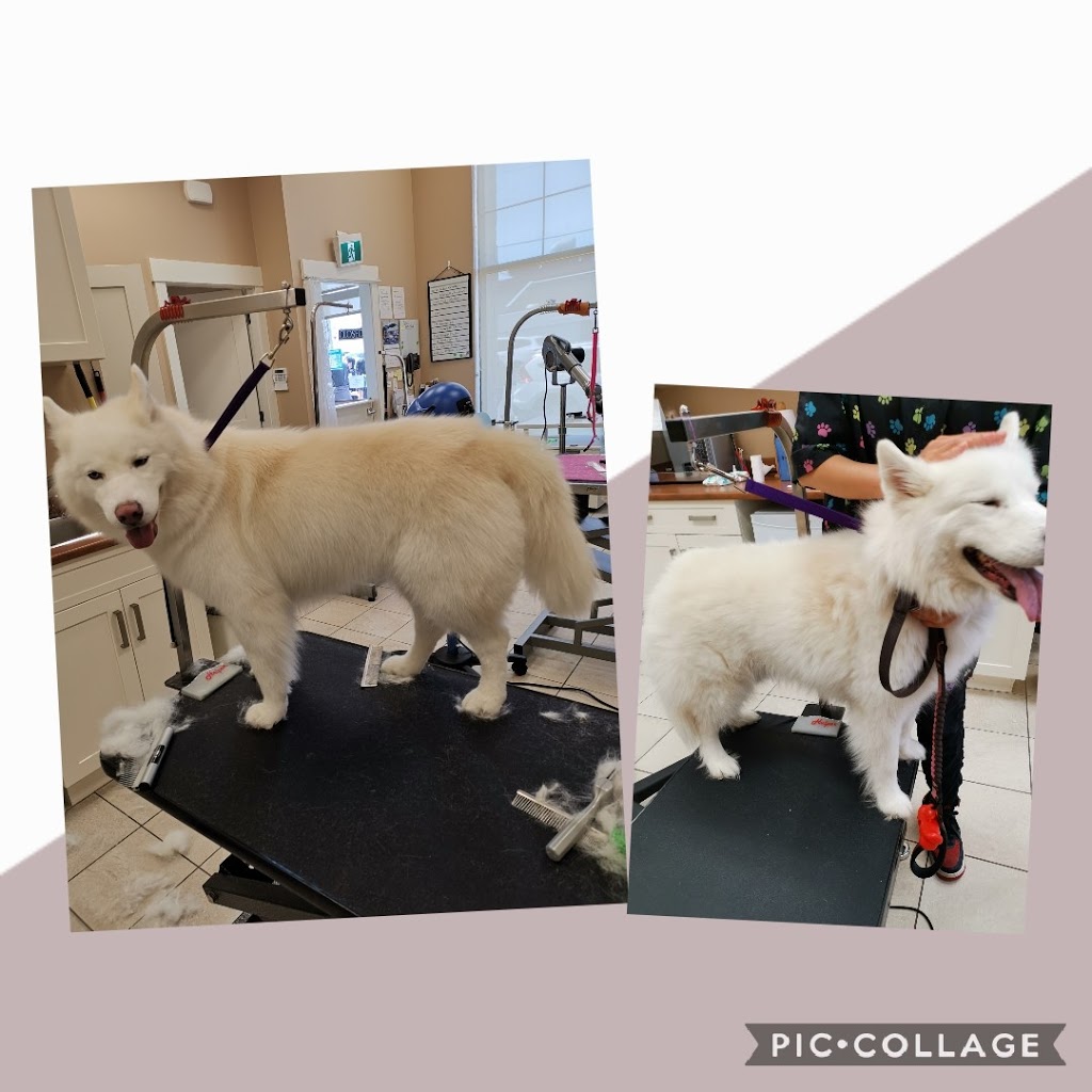 Sweet Paws Dog Grooming Services | Canada, British Columbia, Richmond, Bayview St, Suite 105 | Phone: (604) 285-7425