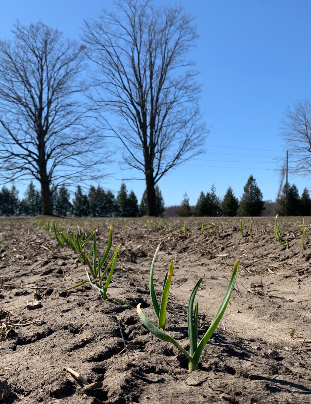 Braemar Hills Farm | 844251 Rd 84, Embro, ON N0J 1J0, Canada | Phone: (519) 536-0091