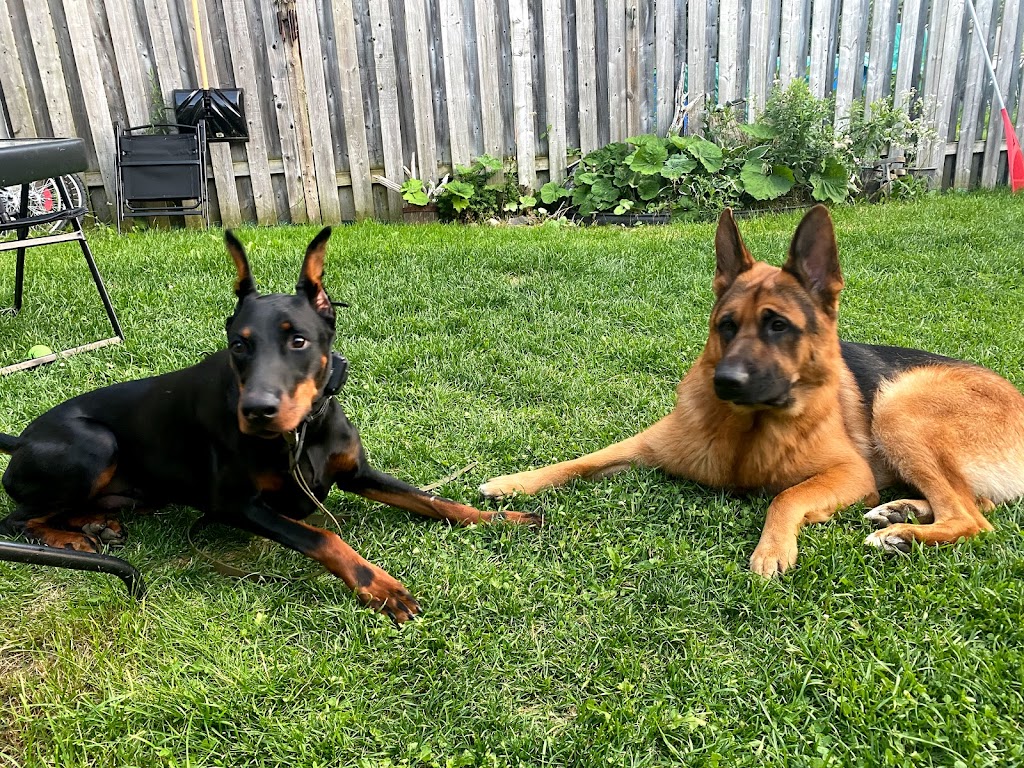 Noble K9 | 549 Trussler Rd, Kitchener, ON N2E 0C3, Canada | Phone: (226) 978-1090
