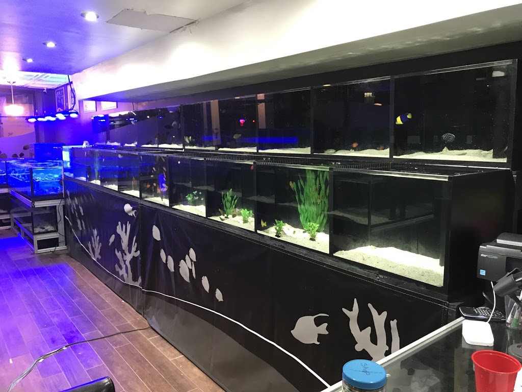 CMA Aquatics Coral | 876 Weston Rd, York, ON M6N 3R6, Canada | Phone: (416) 901-9777