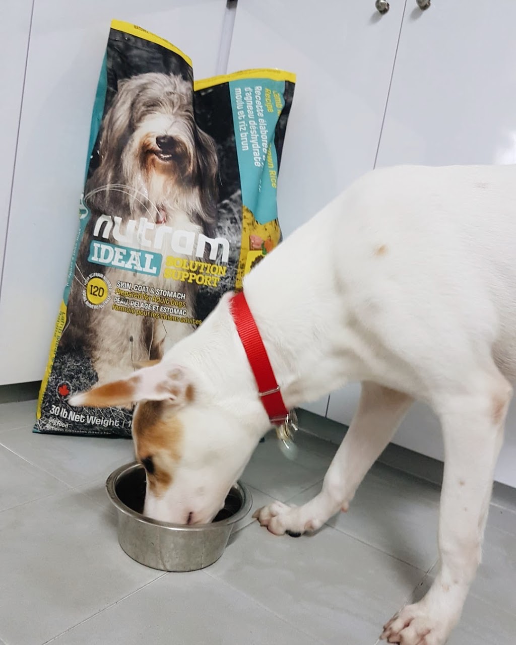 Nutram Pet Products | 90 Earl Martin Dr Unit 1, Elmira, ON N3B 3L4, Canada | Phone: (519) 669-6240