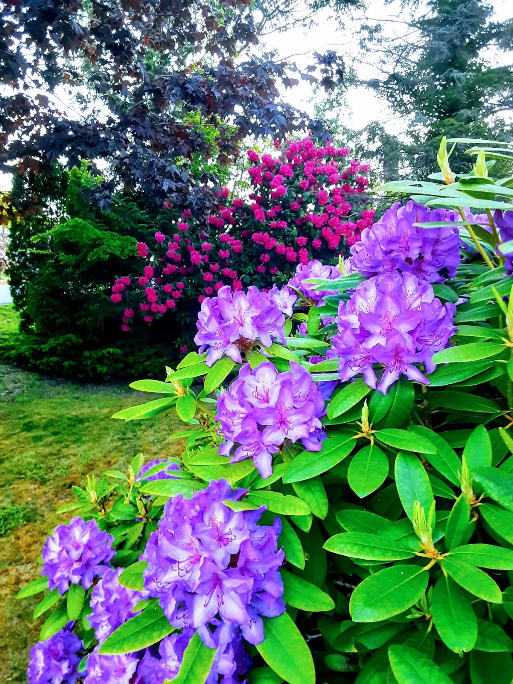 Poppies Garden | 5750 Spindrift St, Sechelt, BC V0N 3A3, Canada | Phone: (604) 989-7290