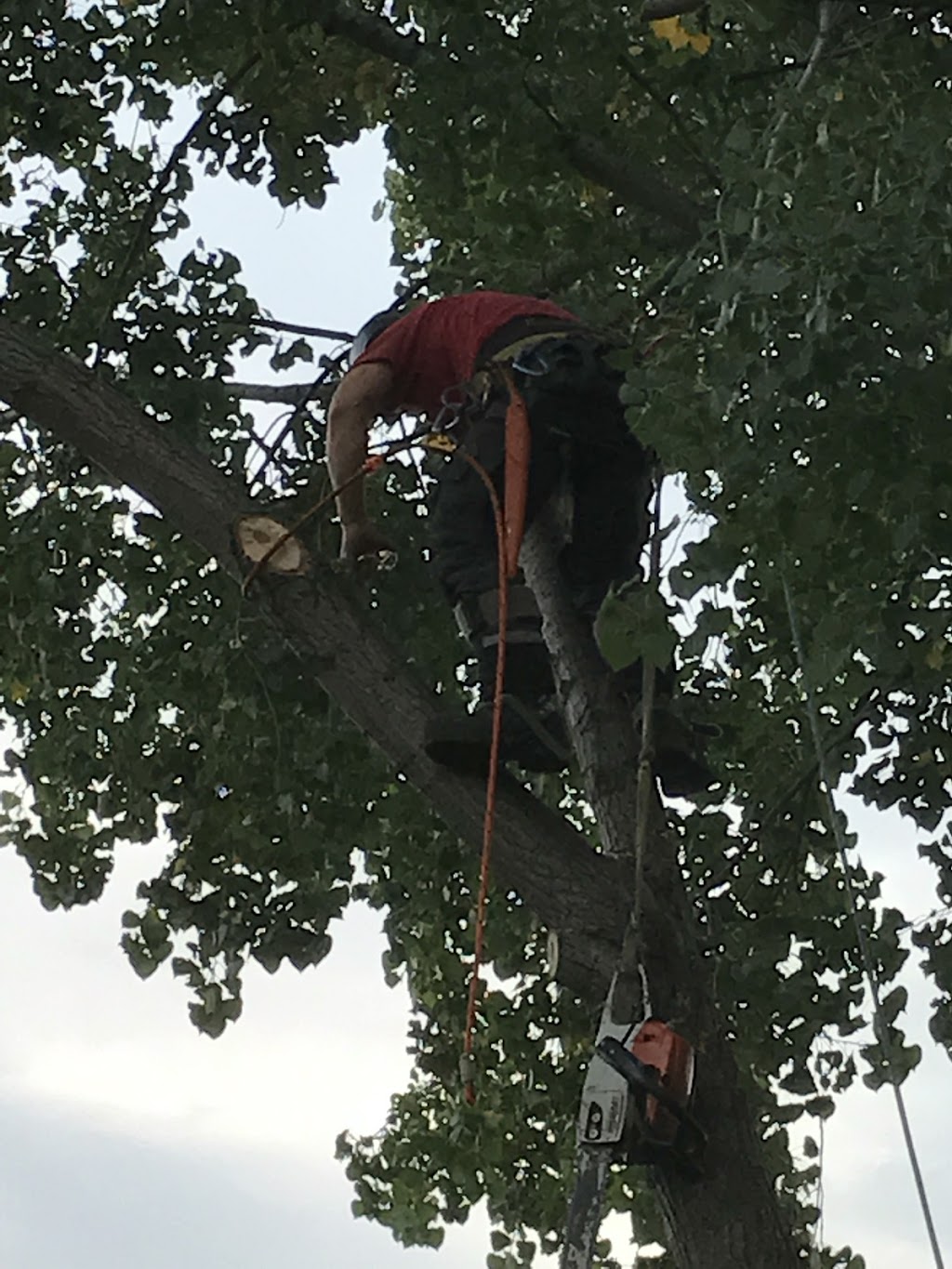 Brads Tree Service | 5413 County Rd 90, Utopia, ON L0M 1T0, Canada | Phone: (705) 607-2684