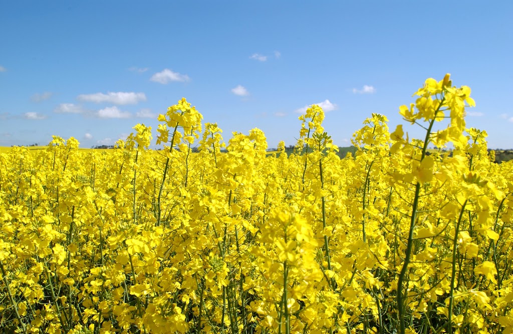 Penwest Seeds - Wheat Seed Alberta | 1307 6 Ave N, Three Hills, AB T0M 2A0, Canada | Phone: (403) 443-2577