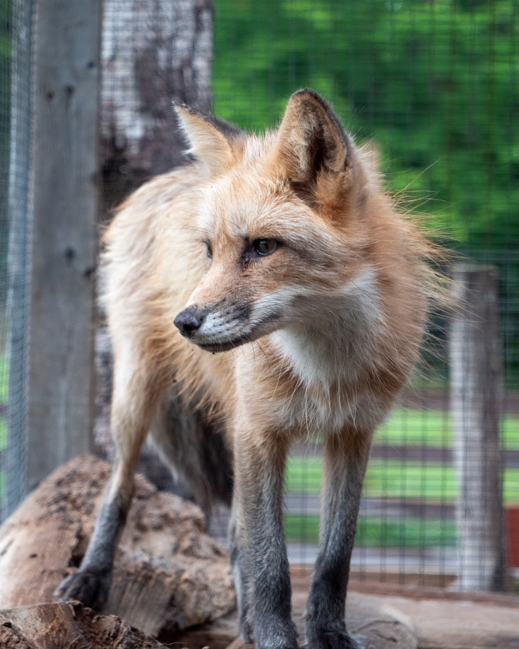 WaddlesnWags Animal Haven | 546 Corrigan Rd, Eganville, ON K0J 1T0, Canada | Phone: (613) 628-5409
