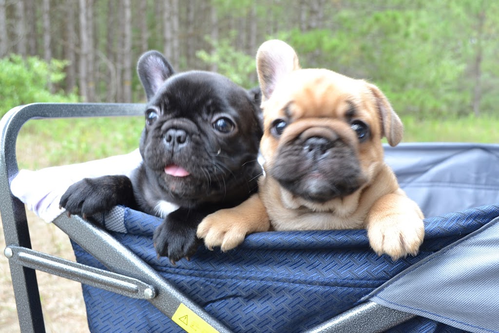 Jaklins Bulldogs. French Bulldog breeder & puppies for adoption | n/a, Manilla, ON K0M 2J0, Canada | Phone: (647) 539-5040