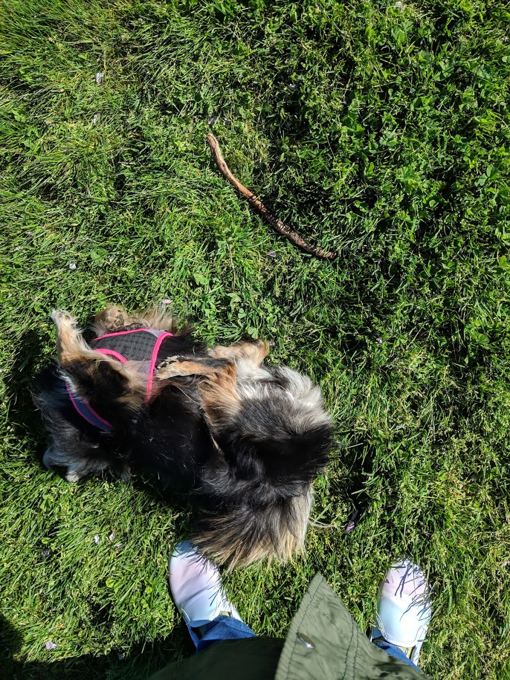 Songhees Hilltop Dog Park | 100 Saghalie Rd, Victoria, BC V9A 0A1, Canada