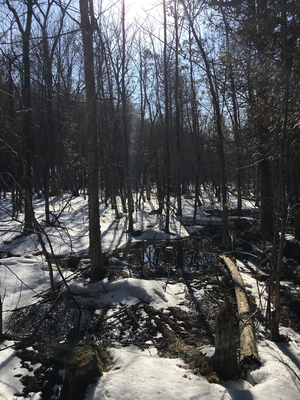 Olympia Park | Rue dOrléans, Pierrefonds, QC H8Y 1Y6, Canada