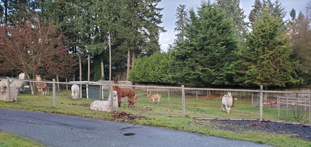 Woosterville Mini-Llama Farm | 4135 Hillbank Rd, Duncan, BC V9L 6M1, Canada | Phone: (250) 815-0210