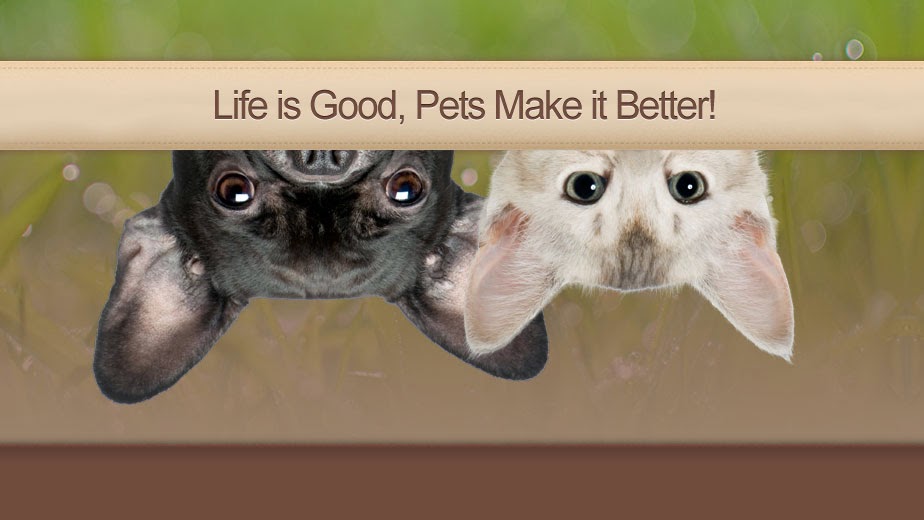 Bridge Street Veterinary Hospital | 370 University Avenue East #101, Waterloo, ON N2K 3N2, Canada | Phone: (519) 746-7557