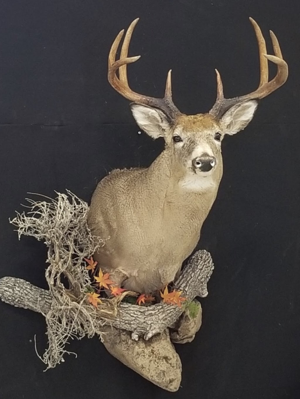 Artistry In Motion Taxidermy- Canadas Largest Taxidermy Studio | 347 Durham Regional Rd 8, Uxbridge, ON L9P 1R1, Canada | Phone: (905) 852-1119