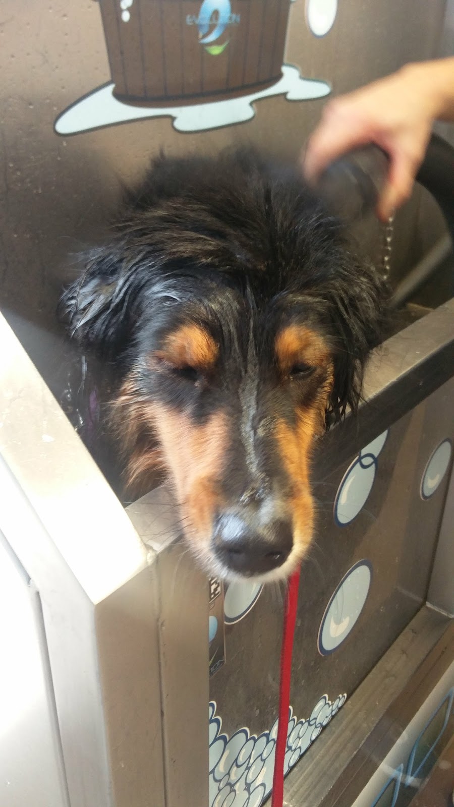 Suds and Pups | 0A2, 6733 W Coast Rd, Sooke, BC V9Z 0P6, Canada | Phone: (250) 704-6010