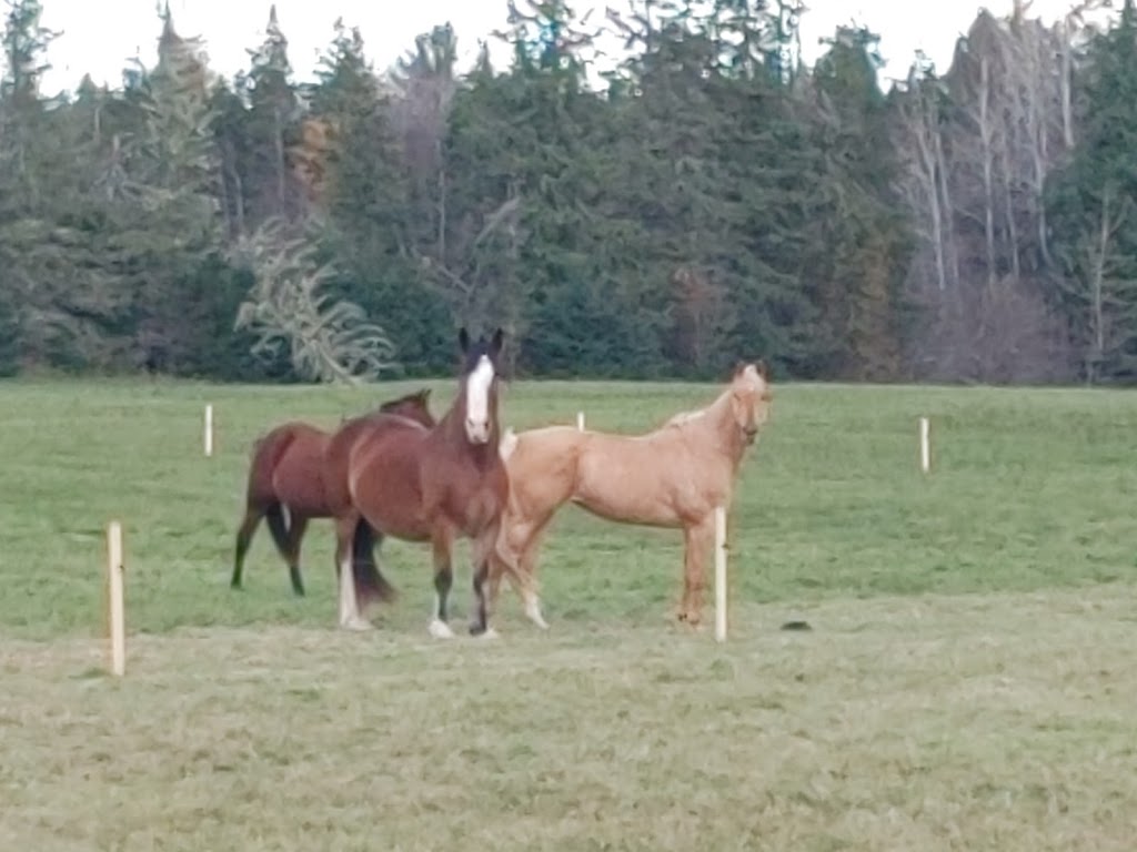 The Healing Farm | 7847 NB-116, Bass River, NB E4T 1L4, Canada | Phone: (506) 705-6191