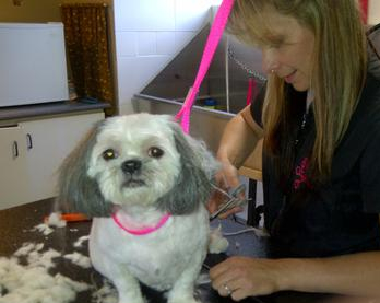 Mimis Pet Grooming | 2242 Foxmead Rd, Coldwater, ON L0K 1E0, Canada | Phone: (705) 238-2397