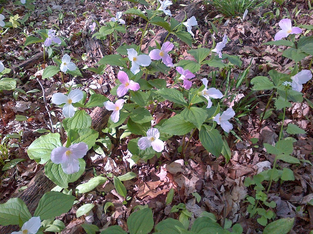 Steckle Woods | Kitchener, ON N2C 2G2, Canada