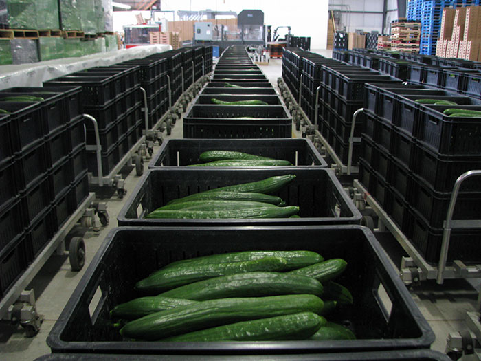 Foothill Greenhouses Ltd | 35 Holancin Rd, King, ON L7B 0G6, Canada | Phone: (905) 775-2154