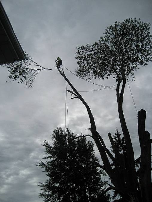 Arborwood Tree Service Inc. | 7838 Twenty Rd, Smithville, ON L0R 2A0, Canada | Phone: (905) 957-5663