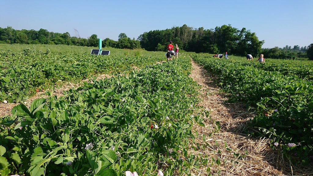 Proulx Maple & Berry Farm | 1865 OToole Rd, Cumberland, ON K4C 1N2, Canada | Phone: (613) 833-2417