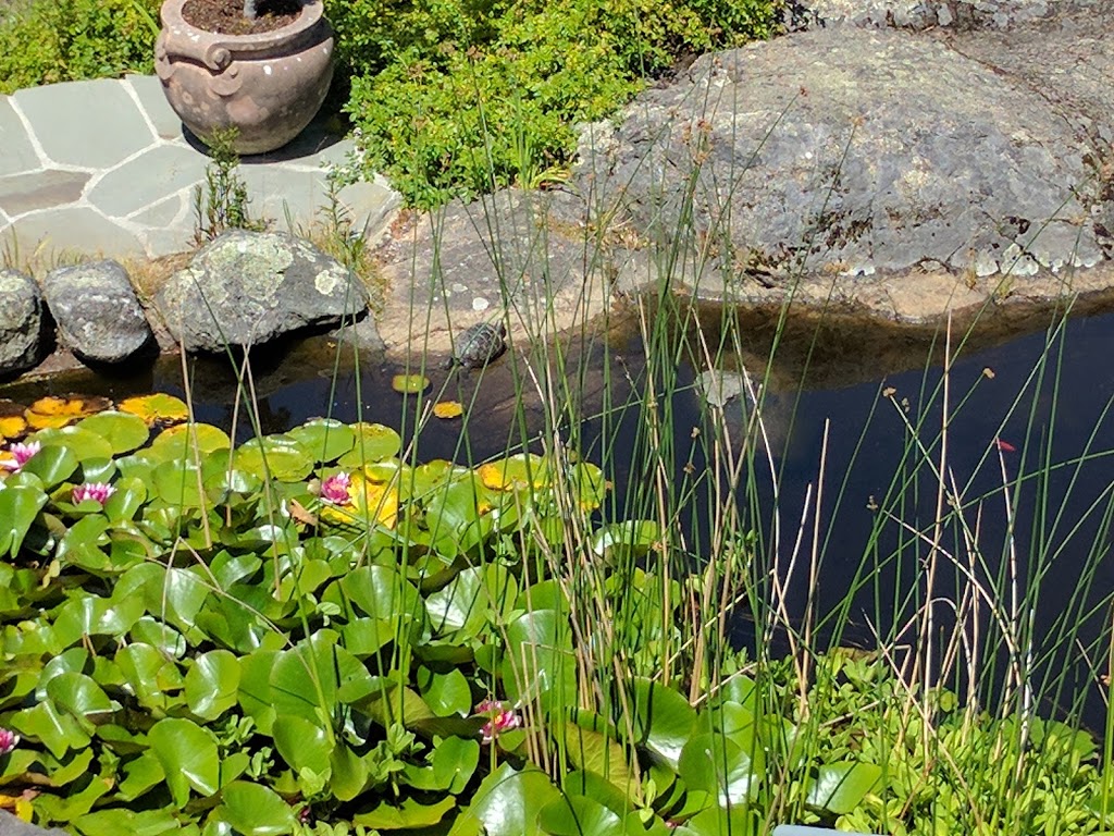 The Teahouse at Abkhazi Garden | 1964 Fairfield Rd, Victoria, BC V8S 1H2, Canada | Phone: (778) 265-6466