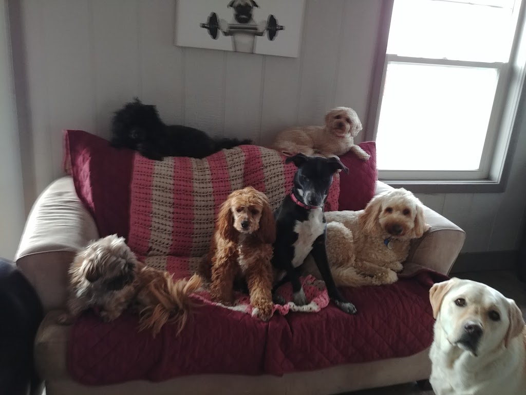 Meadowview Pet Resort | 1970 Polloway Rd, Niagara Falls, ON L2E 6S5, Canada | Phone: (905) 680-1258