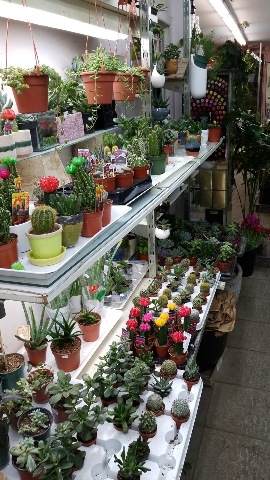 Shaw Flowers & Gifts | 1068 Dundas St W, Toronto, ON M6J 1W8, Canada | Phone: (416) 409-1882