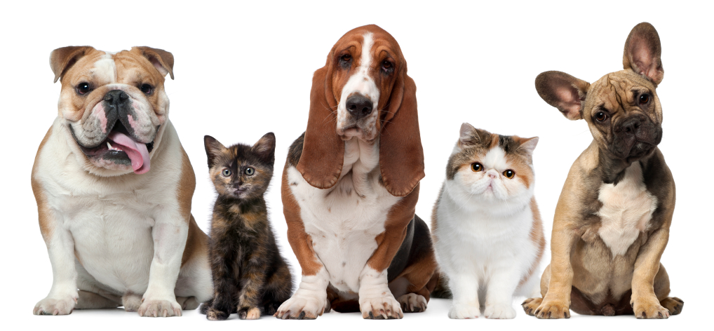 McPhillips Animal Hospital | 2211-B McPhillips St, Winnipeg, MB R2V 3M5, Canada | Phone: (204) 589-8381