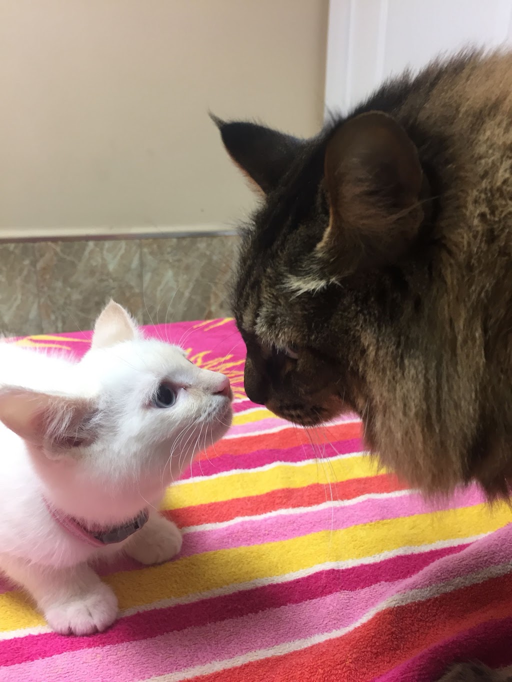 Avon Animal Hospital | 19475 Fraser Hwy, Surrey, BC V3S 6K7, Canada | Phone: (604) 532-7600