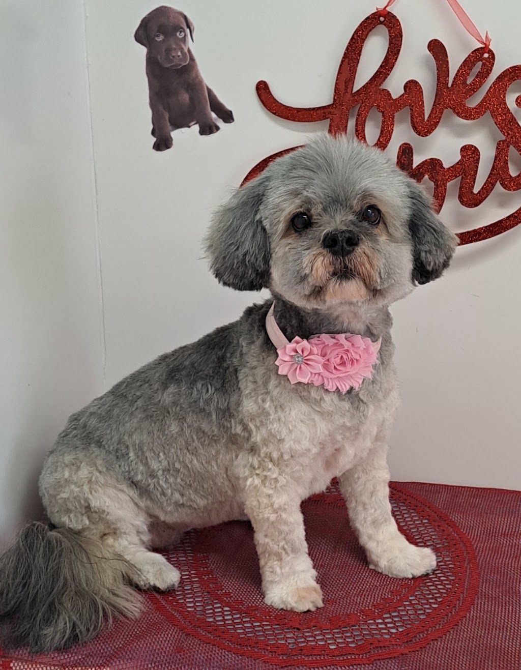 Annies Awesome Animals | 136 15 St, Fernie, BC V0B 1M0, Canada | Phone: (250) 423-4087