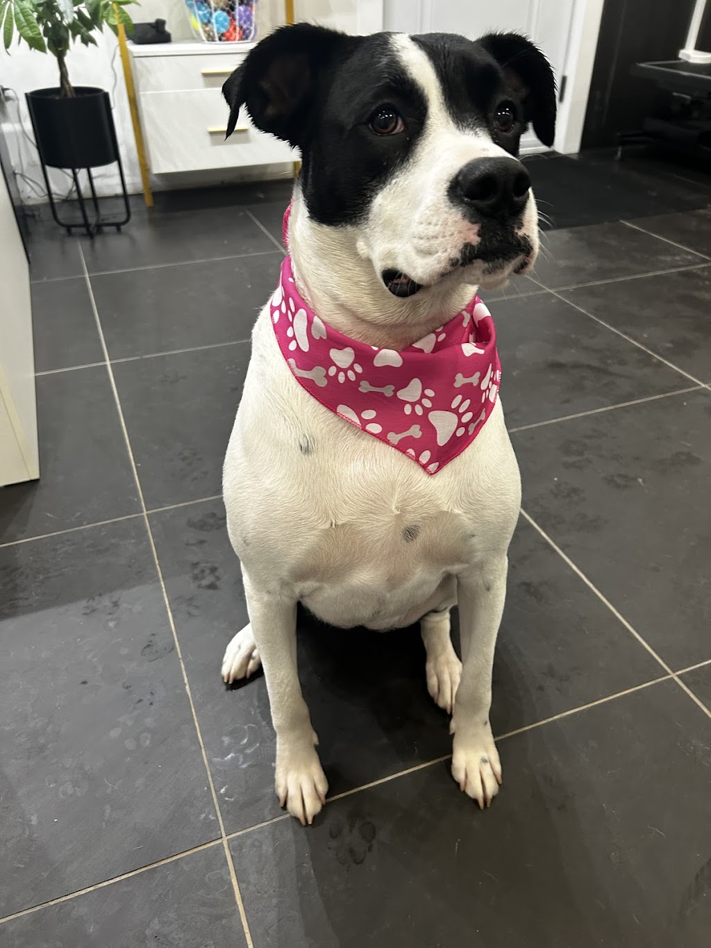 Pawfection Spa | 4468 NB-111, Upperton, NB E5N 3C1, Canada | Phone: (506) 639-7860