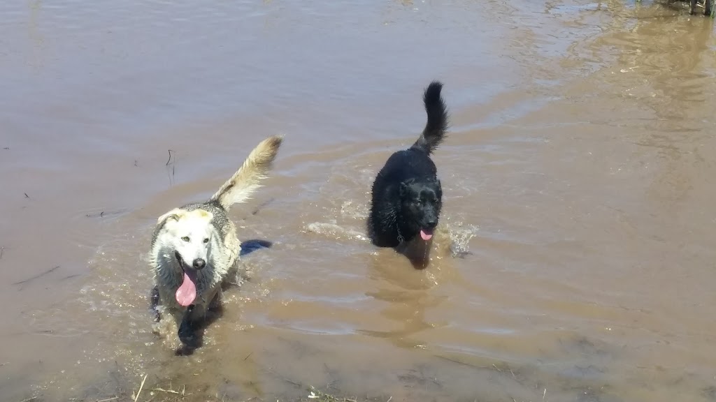 Isaacs Run Dog Park | 199 Lakeside Dr, Riverview, NB E1B, Canada | Phone: 387-2030