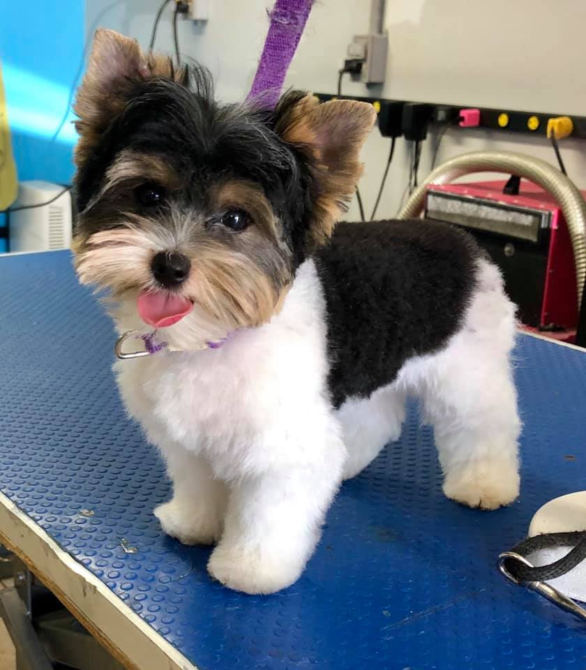 Complice Canin | 16180 Avenue Demers, Saint-Hyacinthe, QC J2T 3V5, Canada | Phone: (450) 288-7772