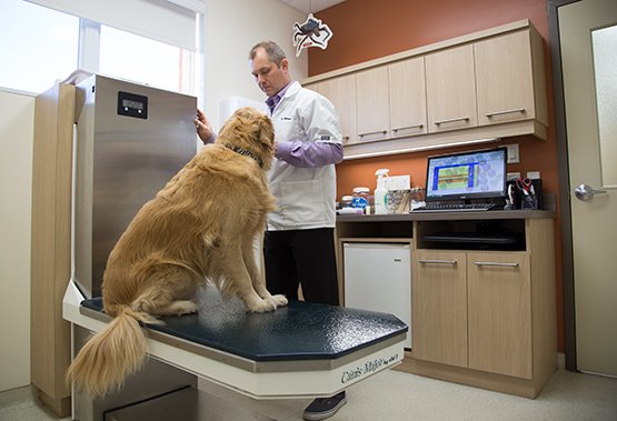 CLINIQUE VÉTÉRINAIRE LACHAPELLE | 143 Rue Jean Juneau, Saint-Augustin-de-Desmaures, QC G3A 2W1, Canada | Phone: (418) 878-0880