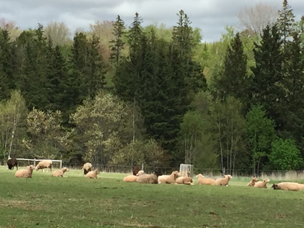 Harmony Meadow Farm | 3130 Garfield Rd, Belfast, PE C0A 1A0, Canada | Phone: (902) 659-2550