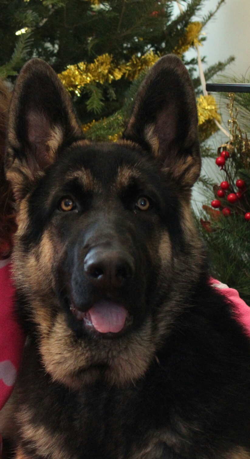 Protection Canine Mirabel | 5300 Chem. Clément-Pesant, Mirabel, QC J7N 2Y9, Canada | Phone: (450) 258-4280