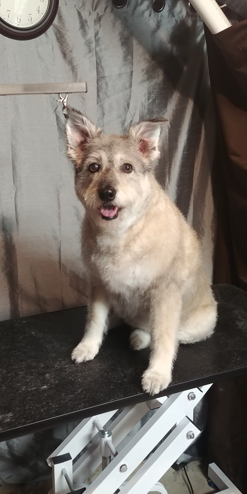 Fuzzy Furballs Grooming | 15235 94 St, Edmonton, AB T5E 3W7, Canada | Phone: (780) 970-8596