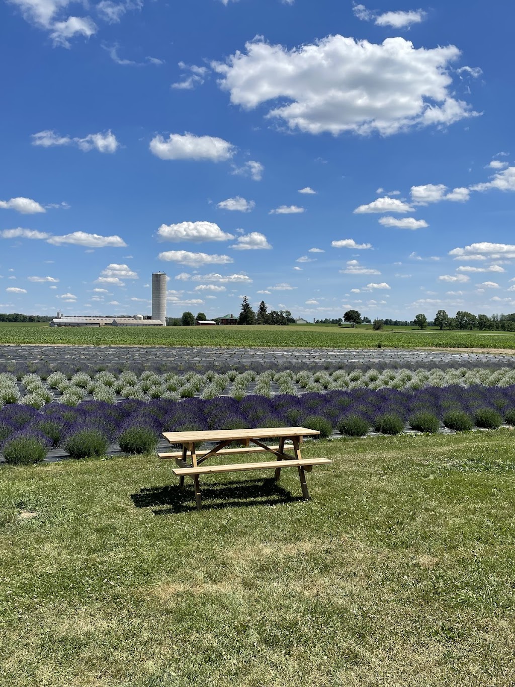Lavender Works Company | 44702 Newry Rd, Brussels, ON N0G 1H0, Canada | Phone: (519) 291-7613