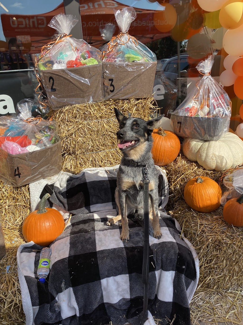 Chico Animalerie | 4511 Bd Arthur-Sauvé, Laval, QC H7R 5P8, Canada | Phone: (450) 314-2442