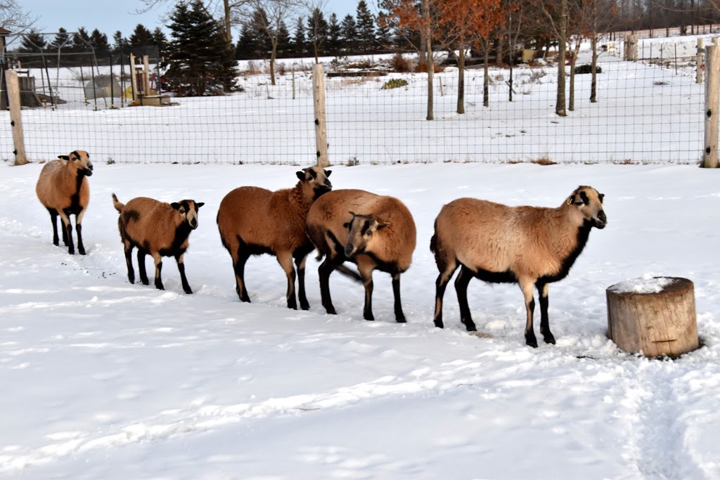 ForeverGreen Acres | 4363 Perth County Rd 119, Stratford, ON N5A 6S2, Canada | Phone: (226) 921-7868