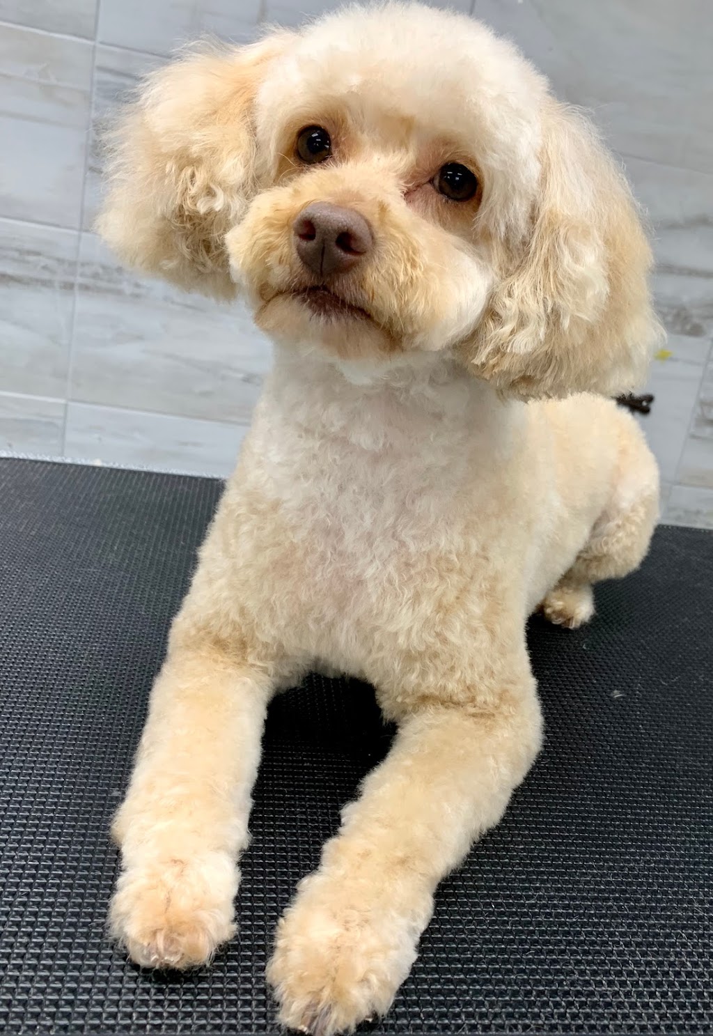 The Hounds On Merivale | 1014 Merivale Rd, Ottawa, ON K1Z 6A5, Canada | Phone: (613) 728-2951